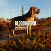 theHunter: Call of the Wild™ - Bloodhound